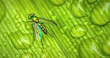 Tiny Iridescent Fly On A Wet Leaf_P1150392-6